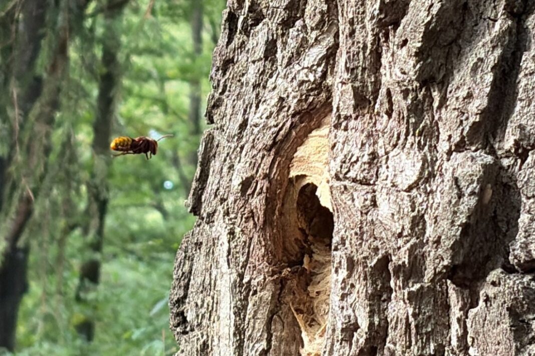 Bărzăunele (Vespa crabro) în mediul natural